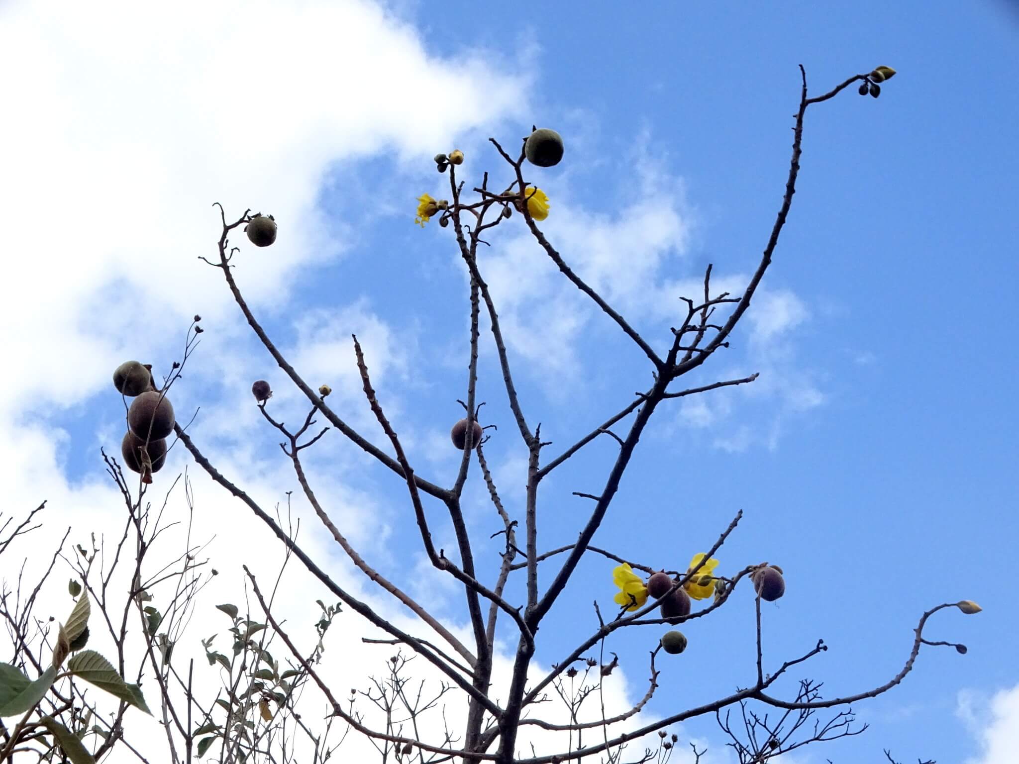 Cochlospermum vitifolium